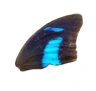 PREPONA SP FRONT WING